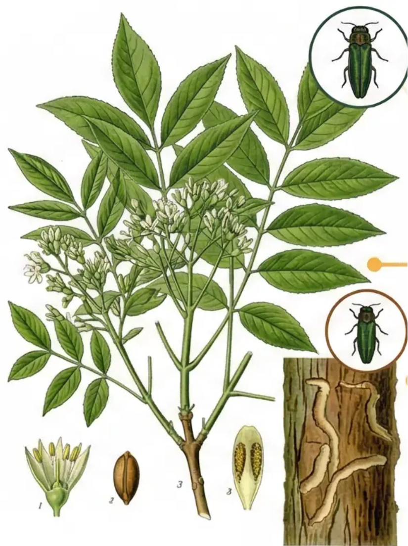 Fraxinus botanical illustration with Emerald Ash Borer