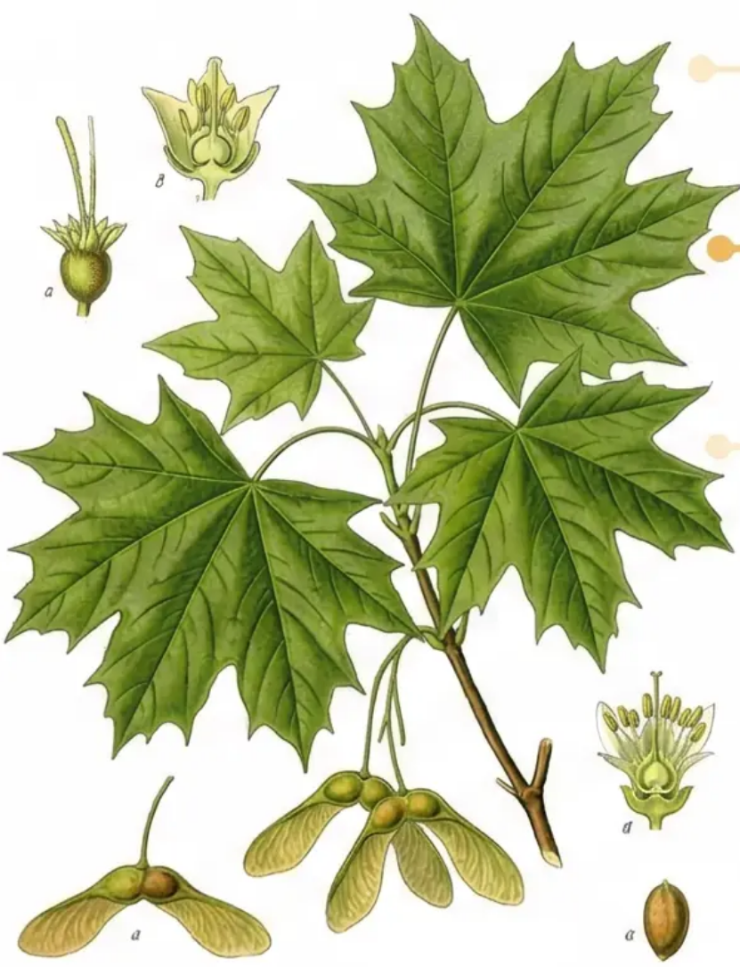 Norway Maple botanical illustration