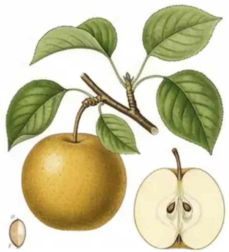 Asian Pear