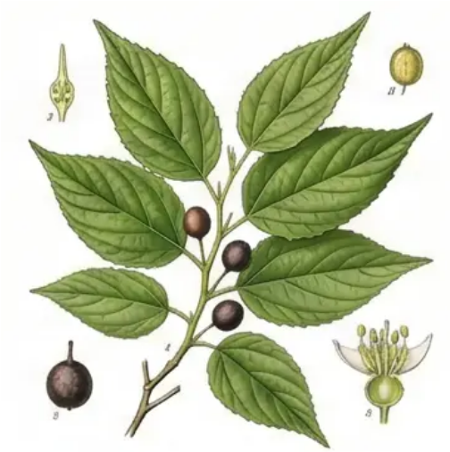 Common Hackberry