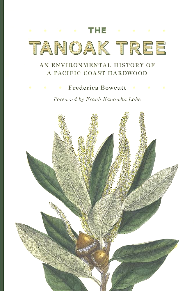 Tanoak