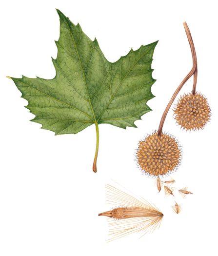 London Plane Tree